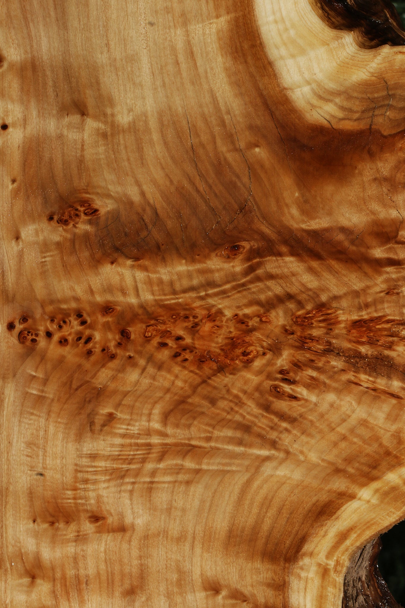 Figured California Cottonwood Burl Live Edge Lumber