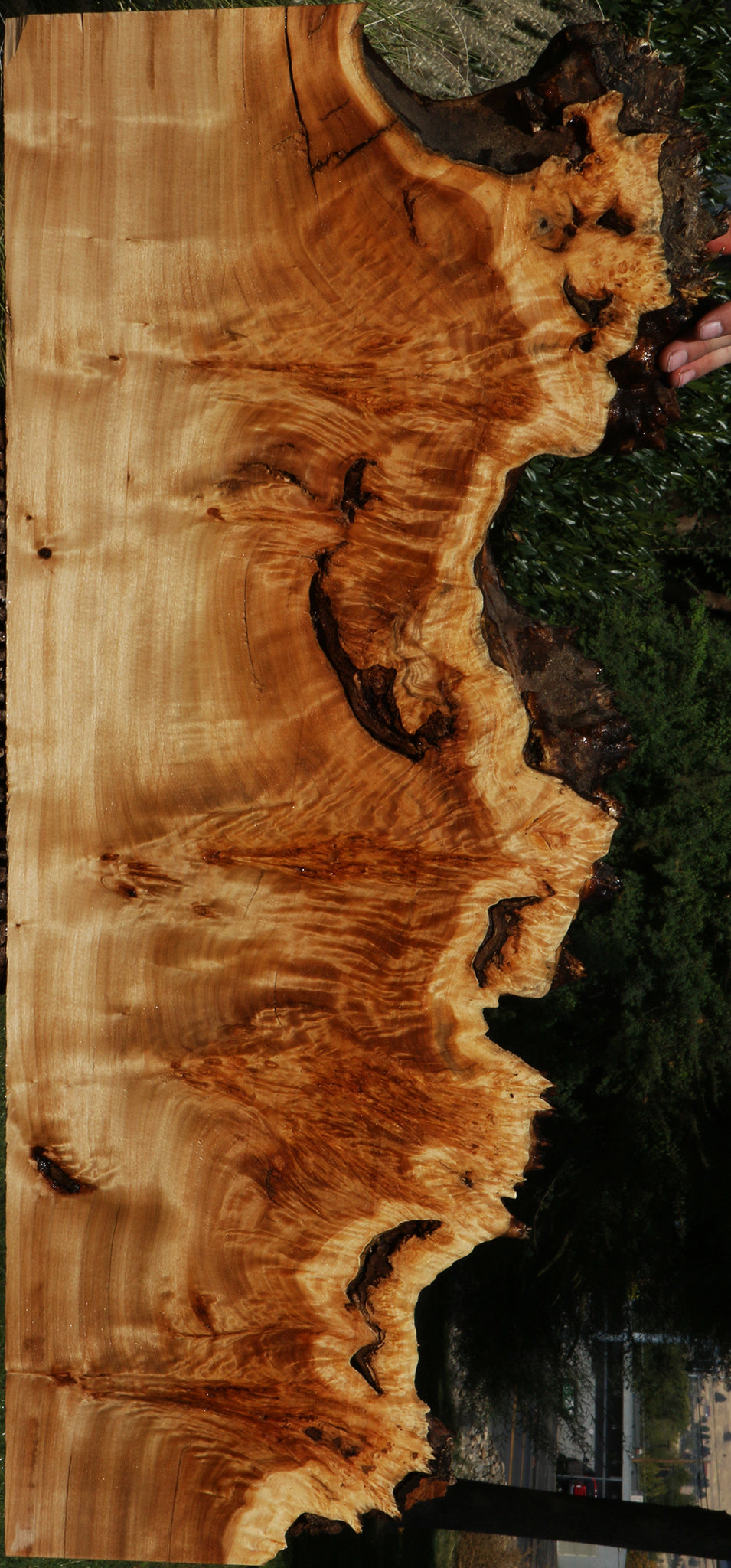 California Cottonwood Burl Live Edge Lumber