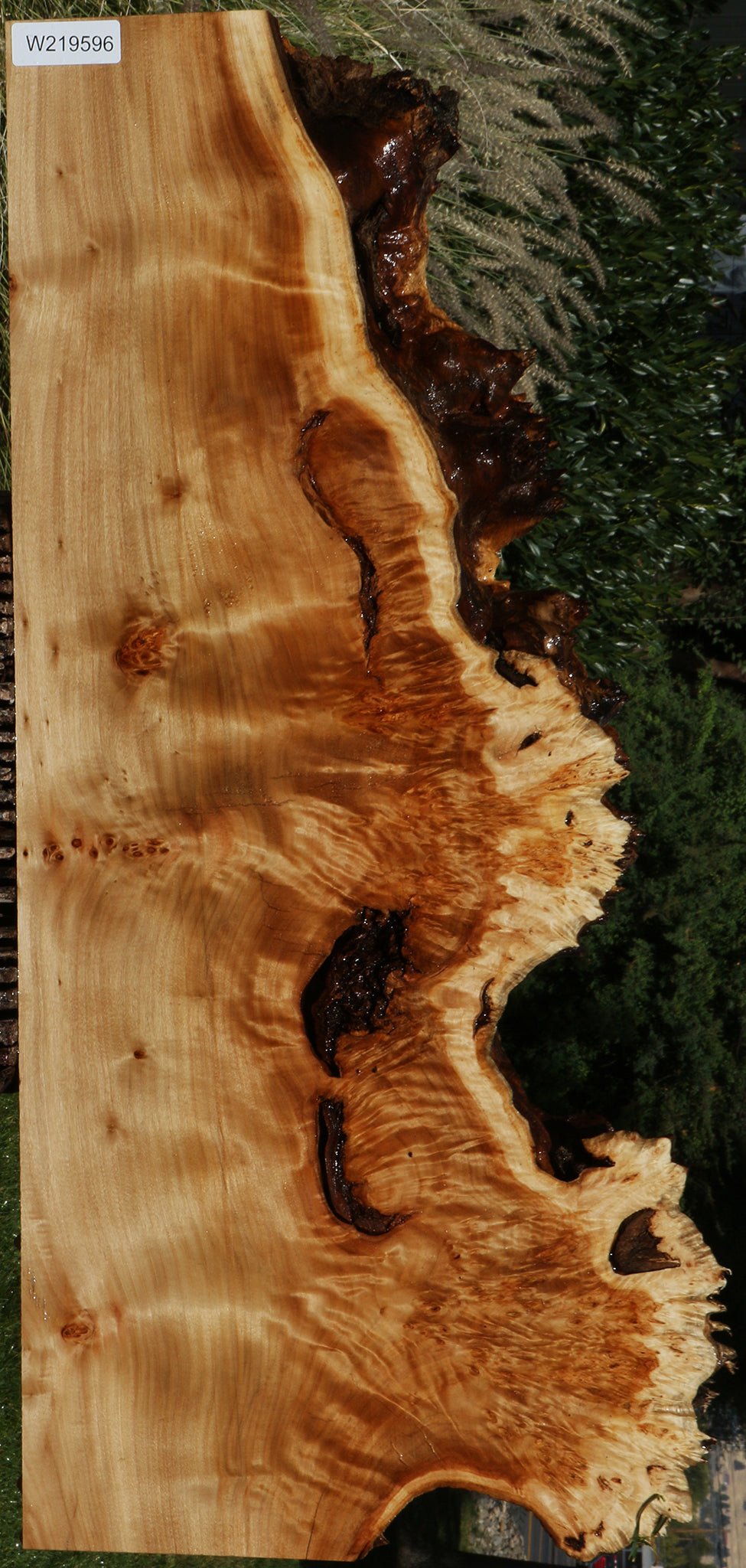 California Cottonwood Burl Live Edge Lumber