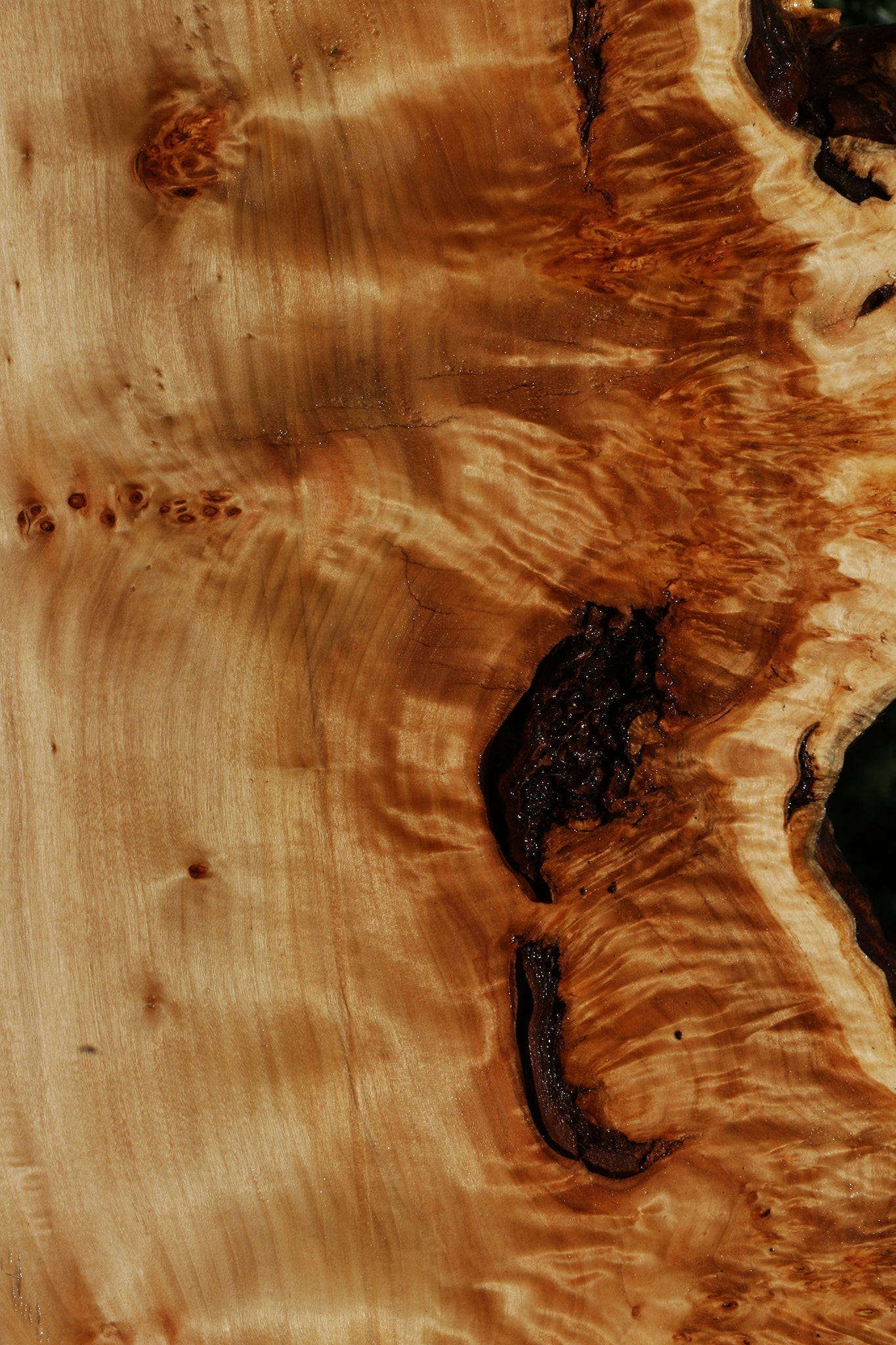 California Cottonwood Burl Live Edge Lumber