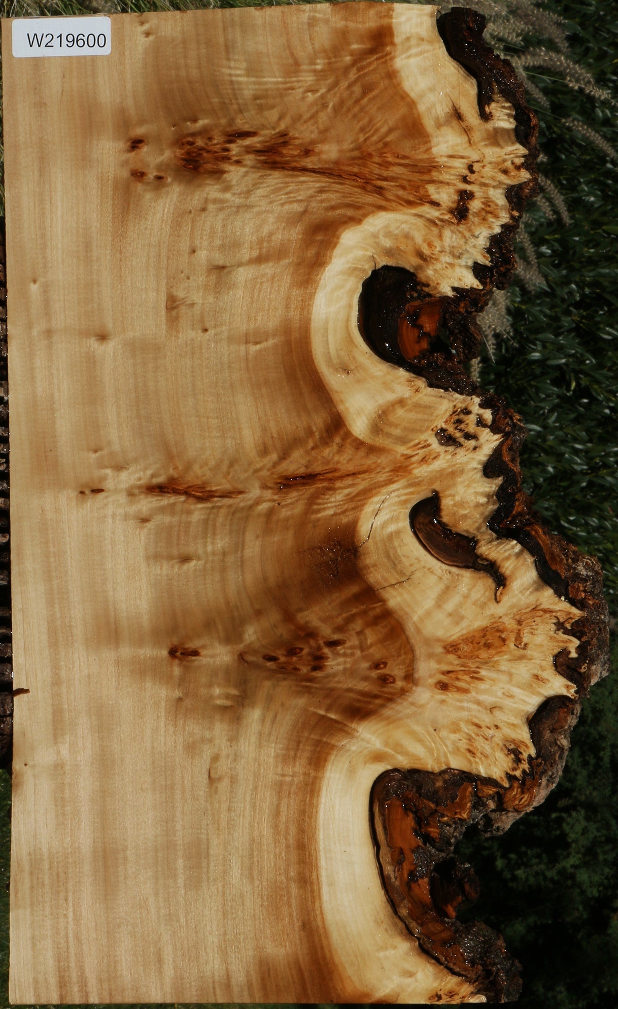 California Cottonwood Burl Live Edge Lumber