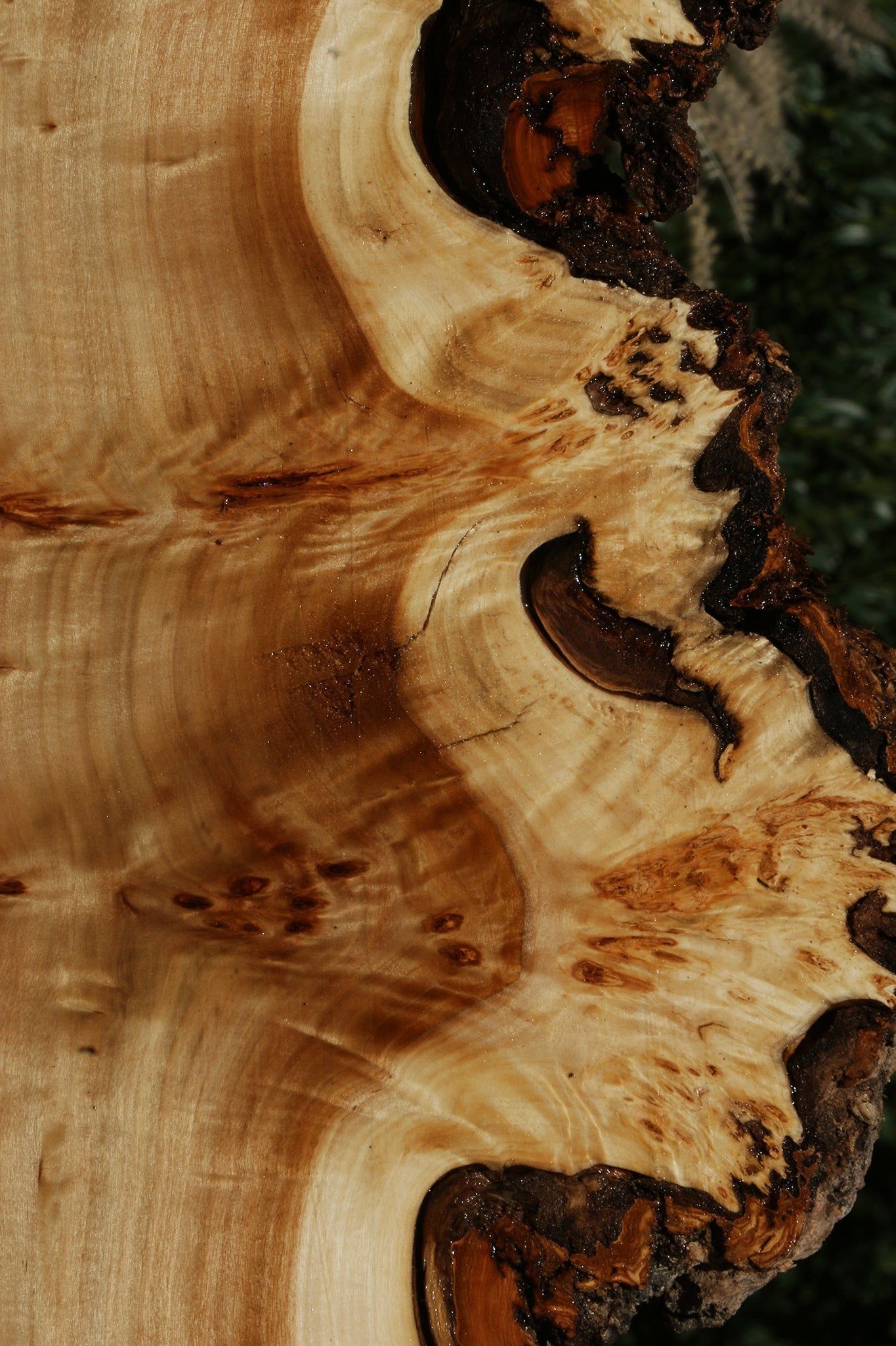 California Cottonwood Burl Live Edge Lumber