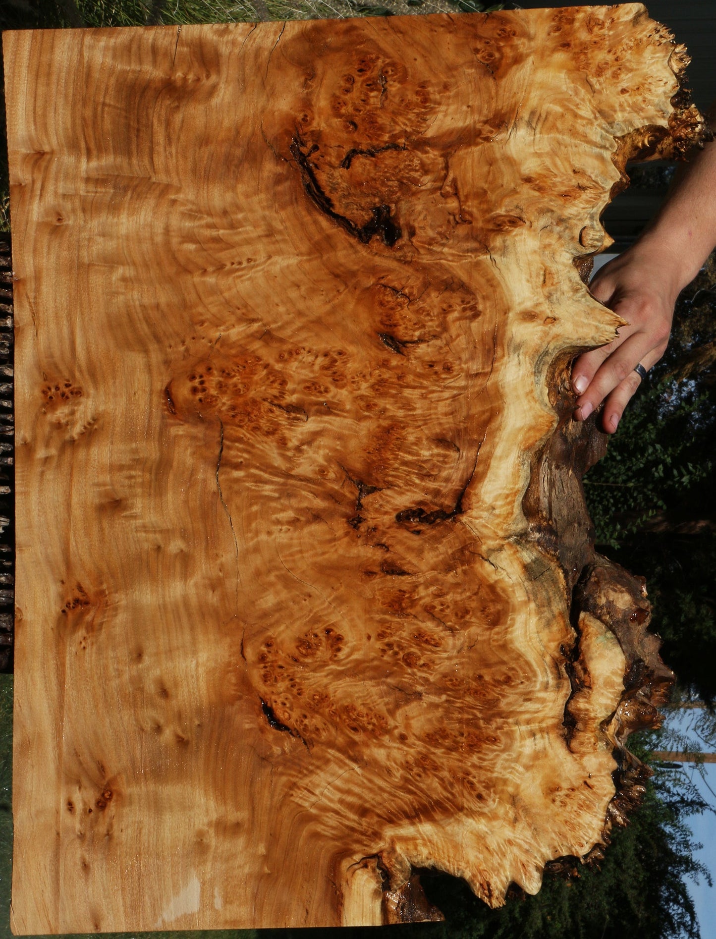 California Cottonwood Burl Live Edge Lumber