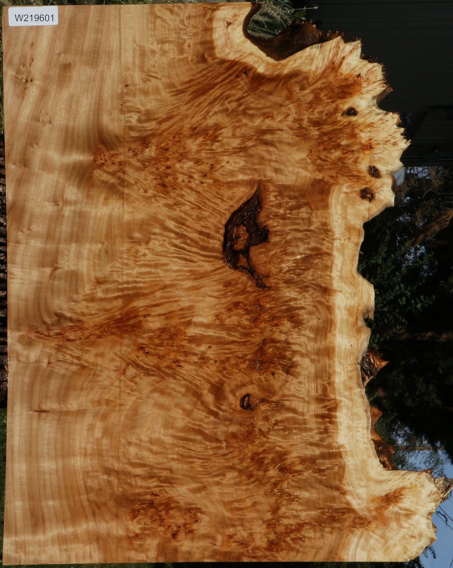 California Cottonwood Burl Live Edge Lumber