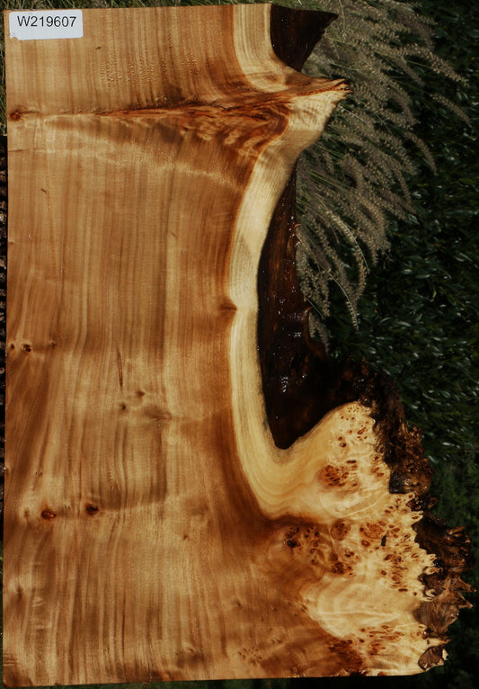 Figured California Cottonwood Burl Live Edge Lumber