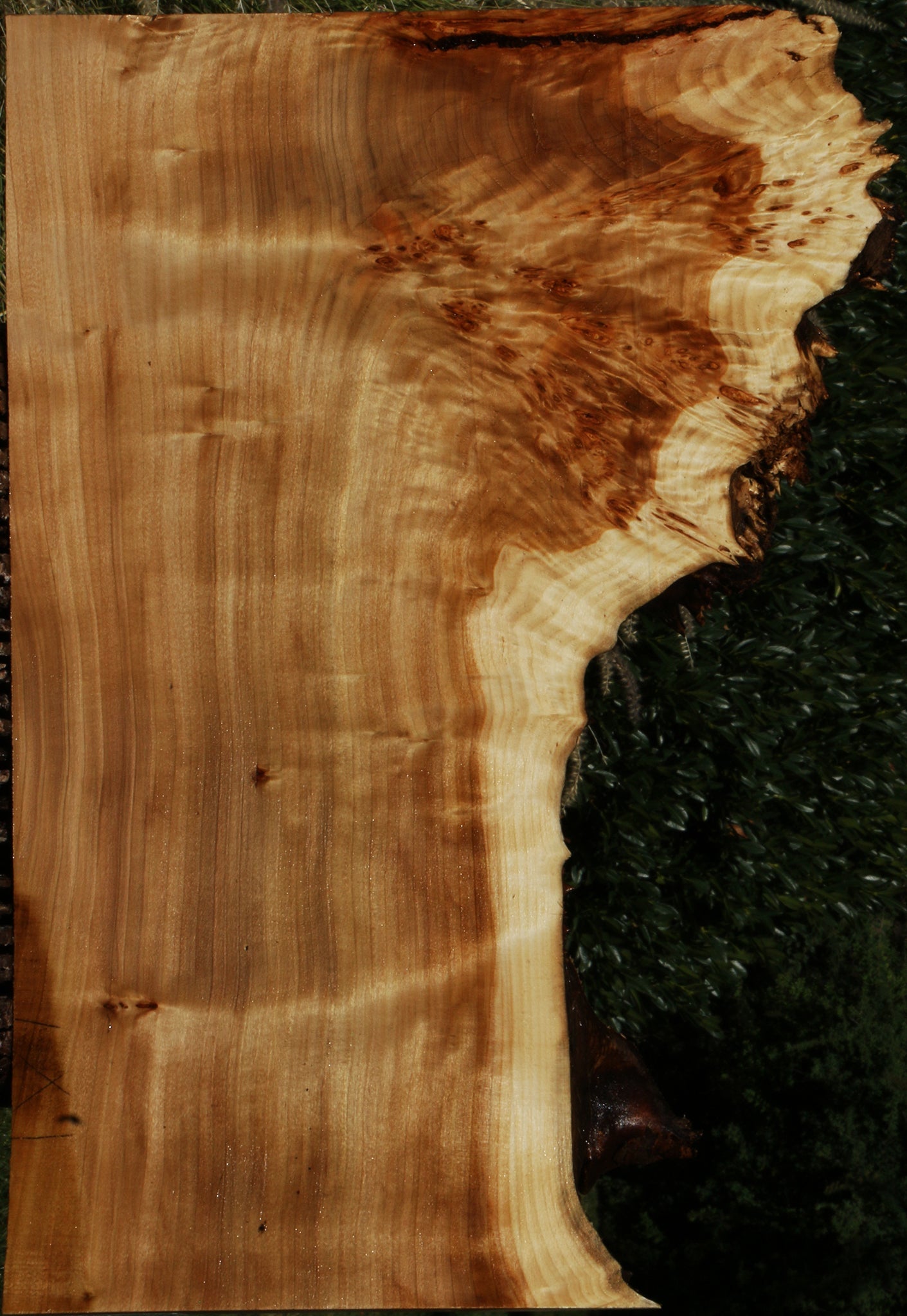 Figured California Cottonwood Burl Live Edge Lumber