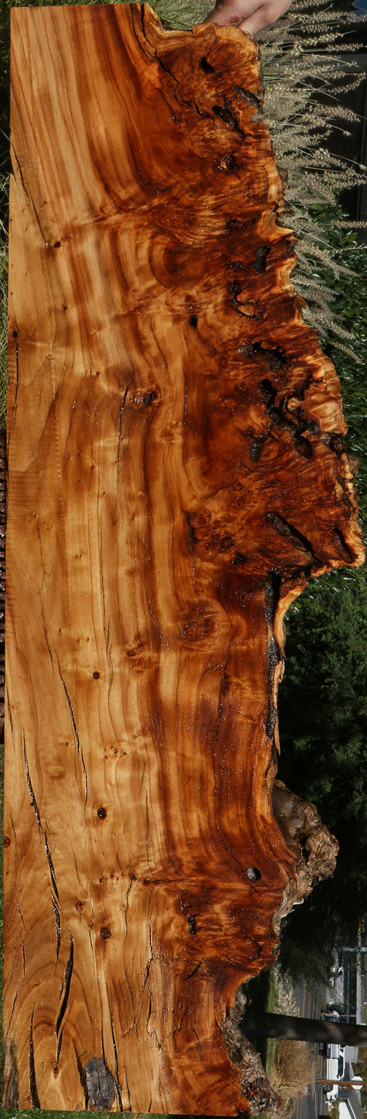 Extra Fancy Rustic California Cottonwood Burl Live Edge Lumber