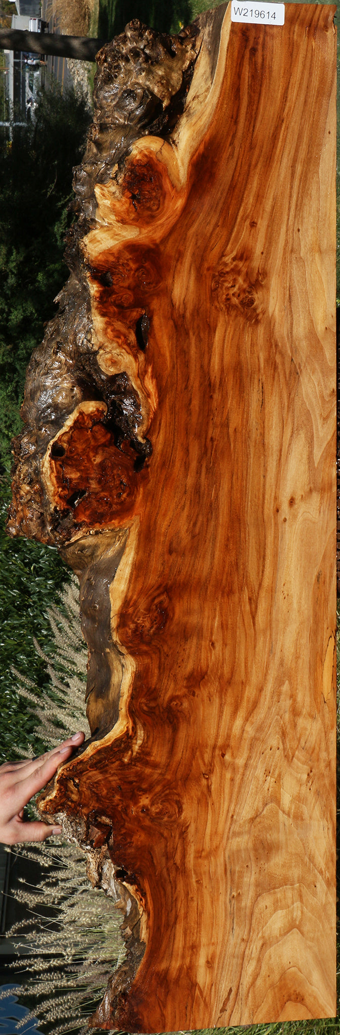 Extra Fancy Rustic California Cottonwood Burl Live Edge Lumber