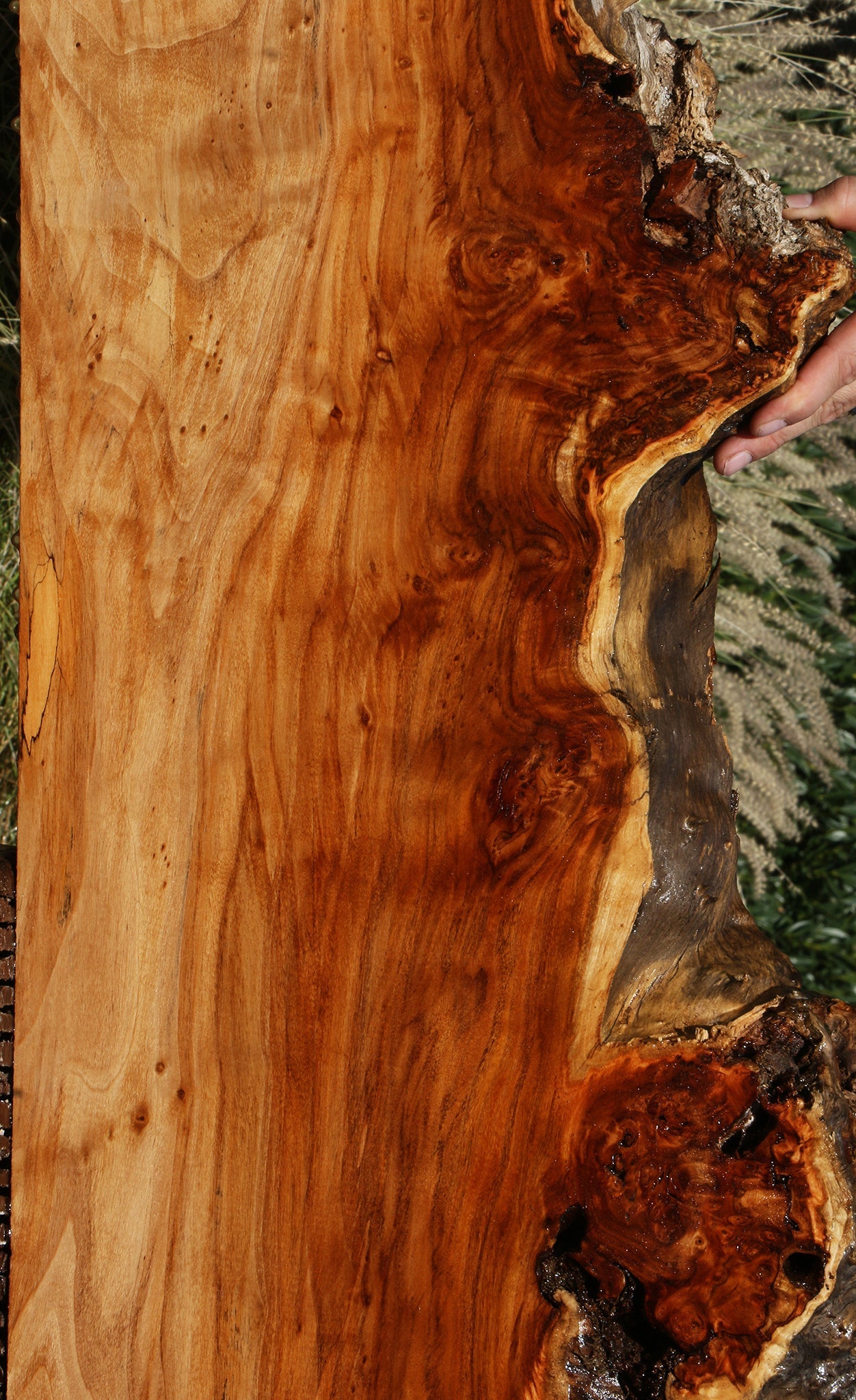 Extra Fancy Rustic California Cottonwood Burl Live Edge Lumber