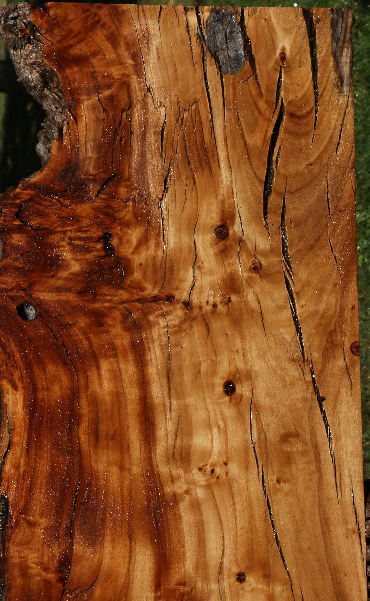 Extra Fancy Rustic California Cottonwood Burl Live Edge Lumber