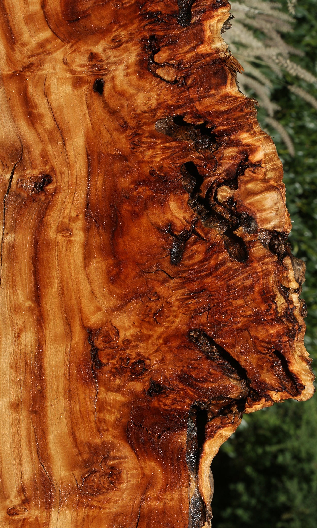 Extra Fancy Rustic California Cottonwood Burl Live Edge Lumber