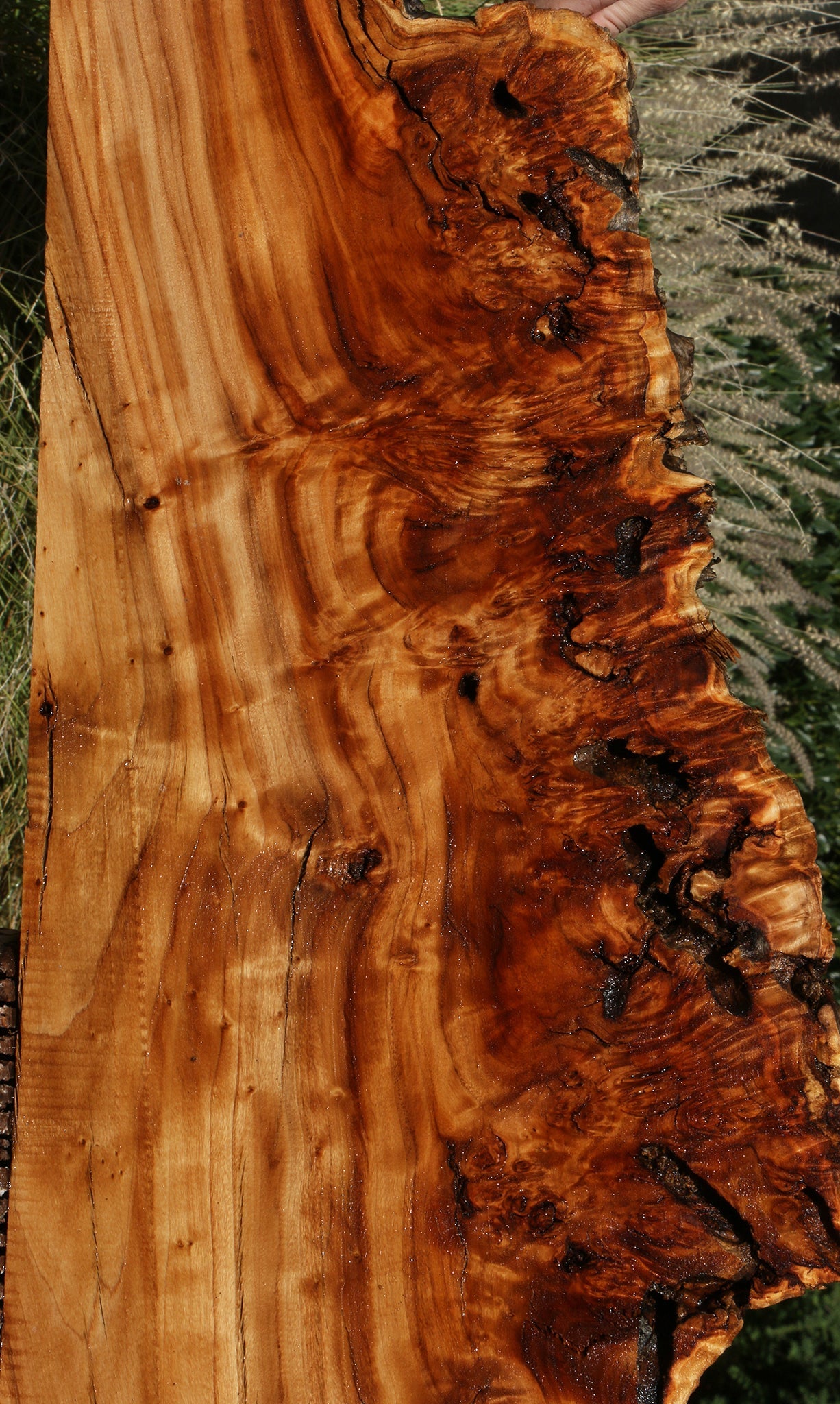 Extra Fancy Rustic California Cottonwood Burl Live Edge Lumber