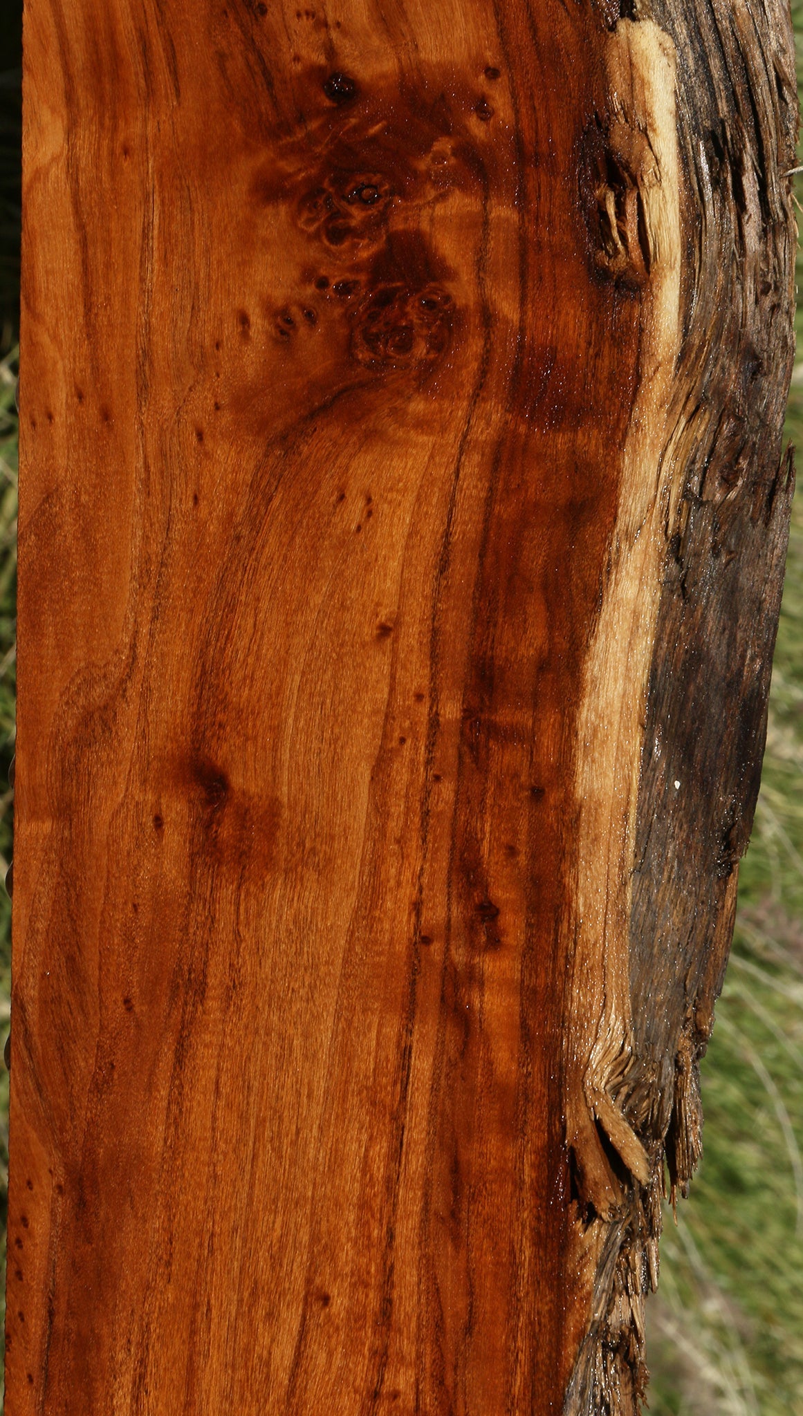 California Cottonwood Live Edge Lumber