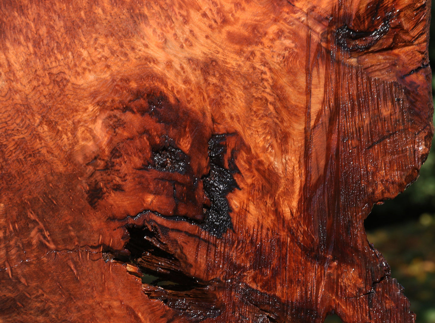 Extra Fancy Rustic Redwood Burl Live Edge Slab