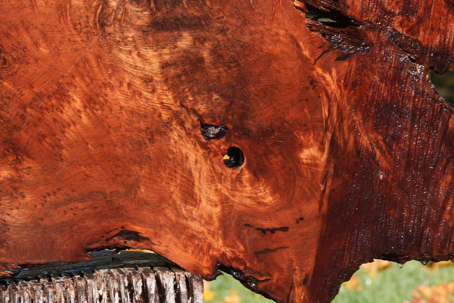 Extra Fancy Rustic Redwood Burl Live Edge Slab