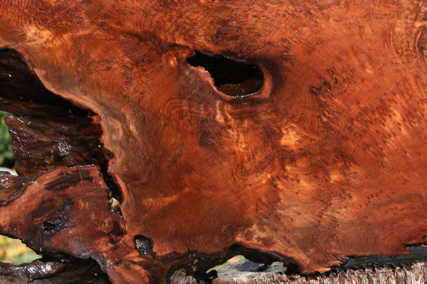 Extra Fancy Rustic Redwood Burl Live Edge Slab