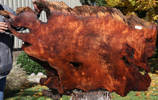 Extra Fancy Rustic Redwood Burl Live Edge Slab