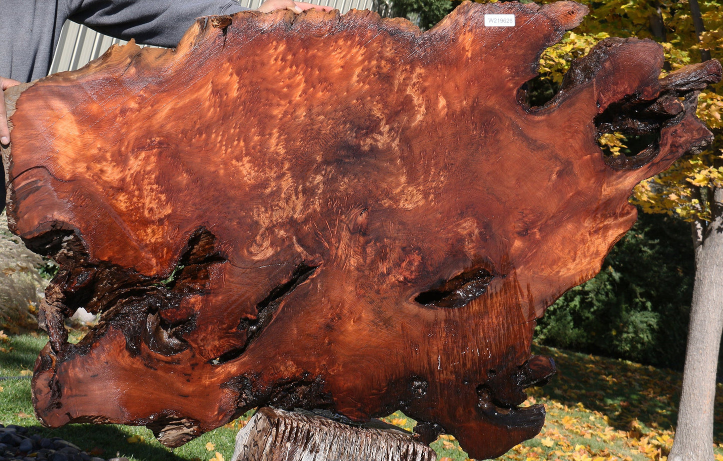 Extra Fancy Rustic Redwood Burl Live Edge Slab