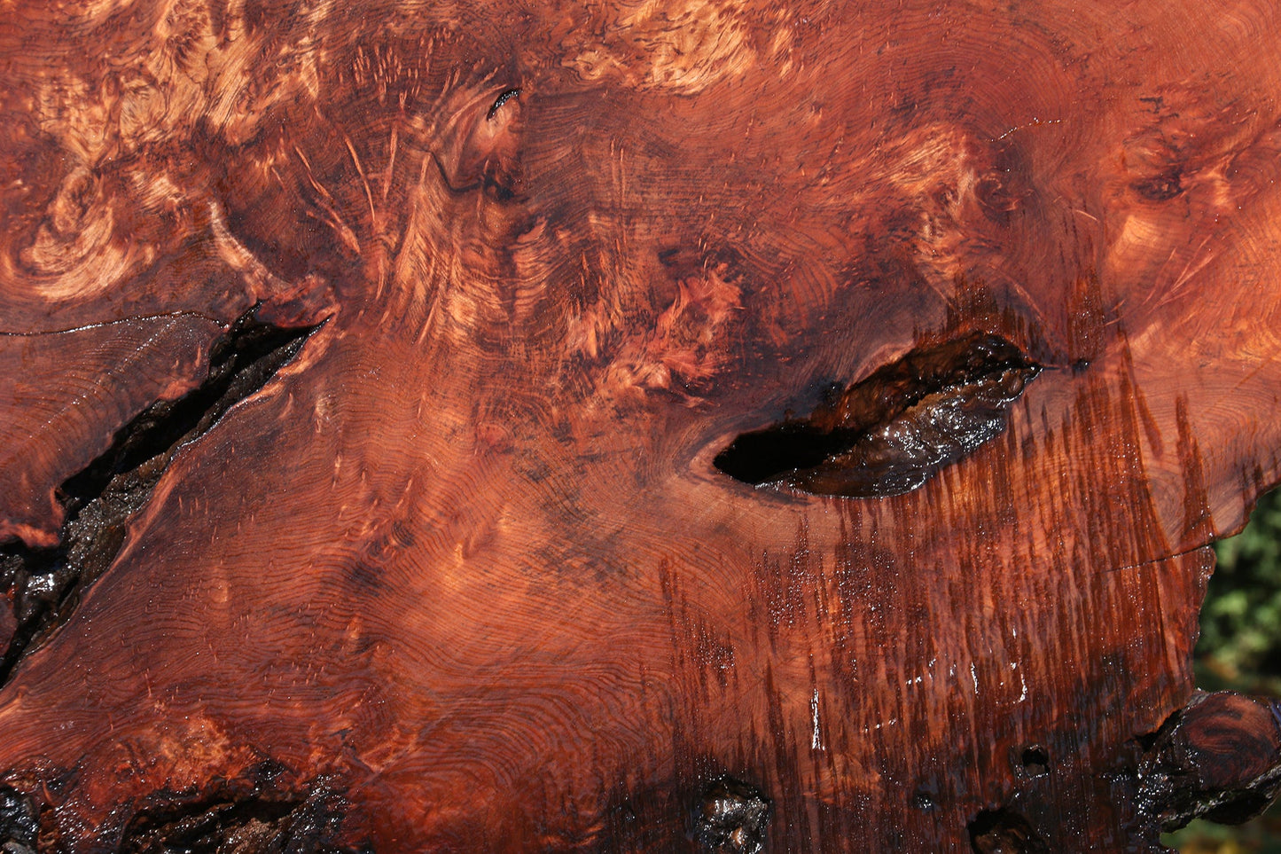 Extra Fancy Rustic Redwood Burl Live Edge Slab