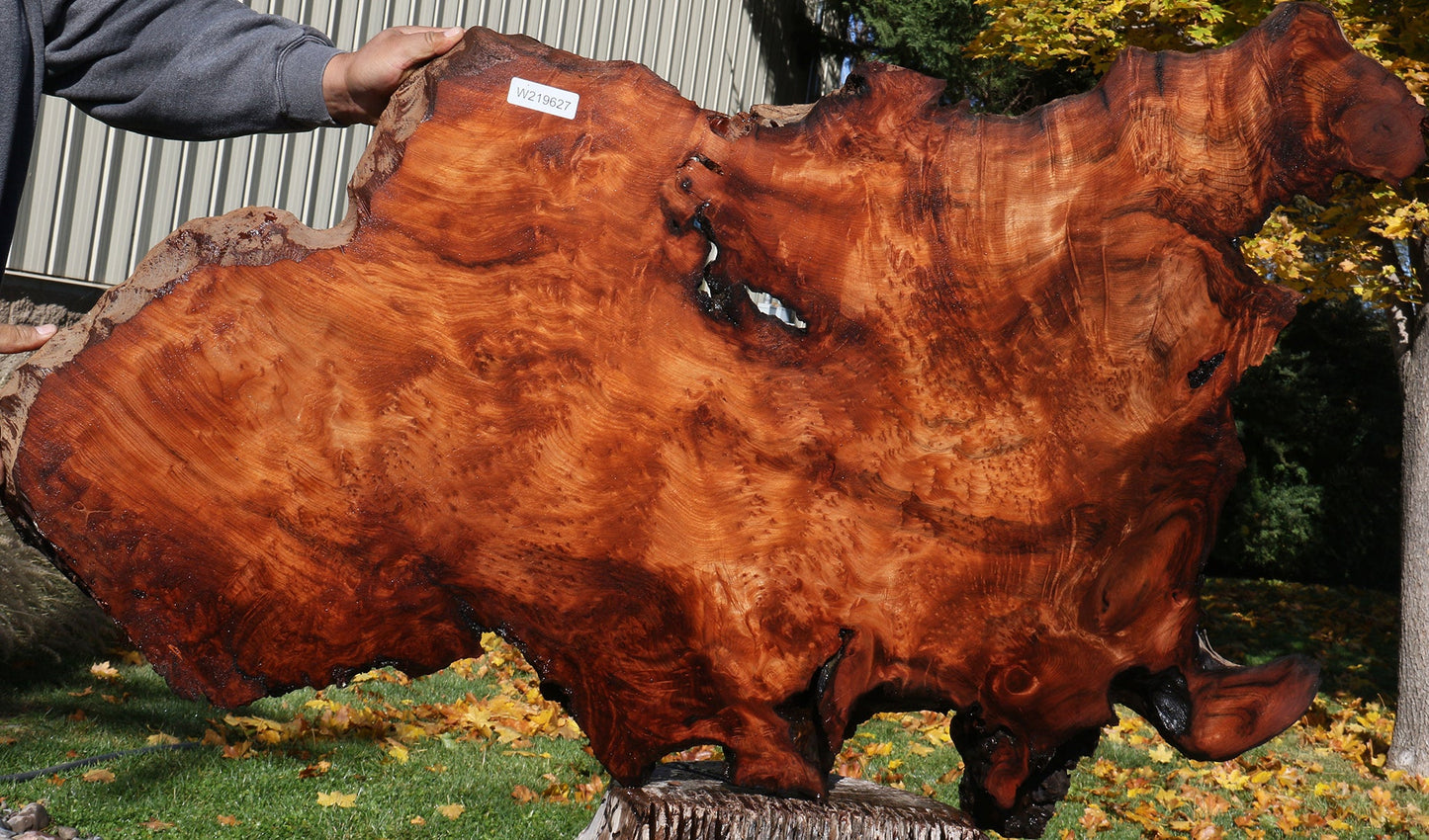 Extra Fancy Rustic Redwood Burl Live Edge Slab