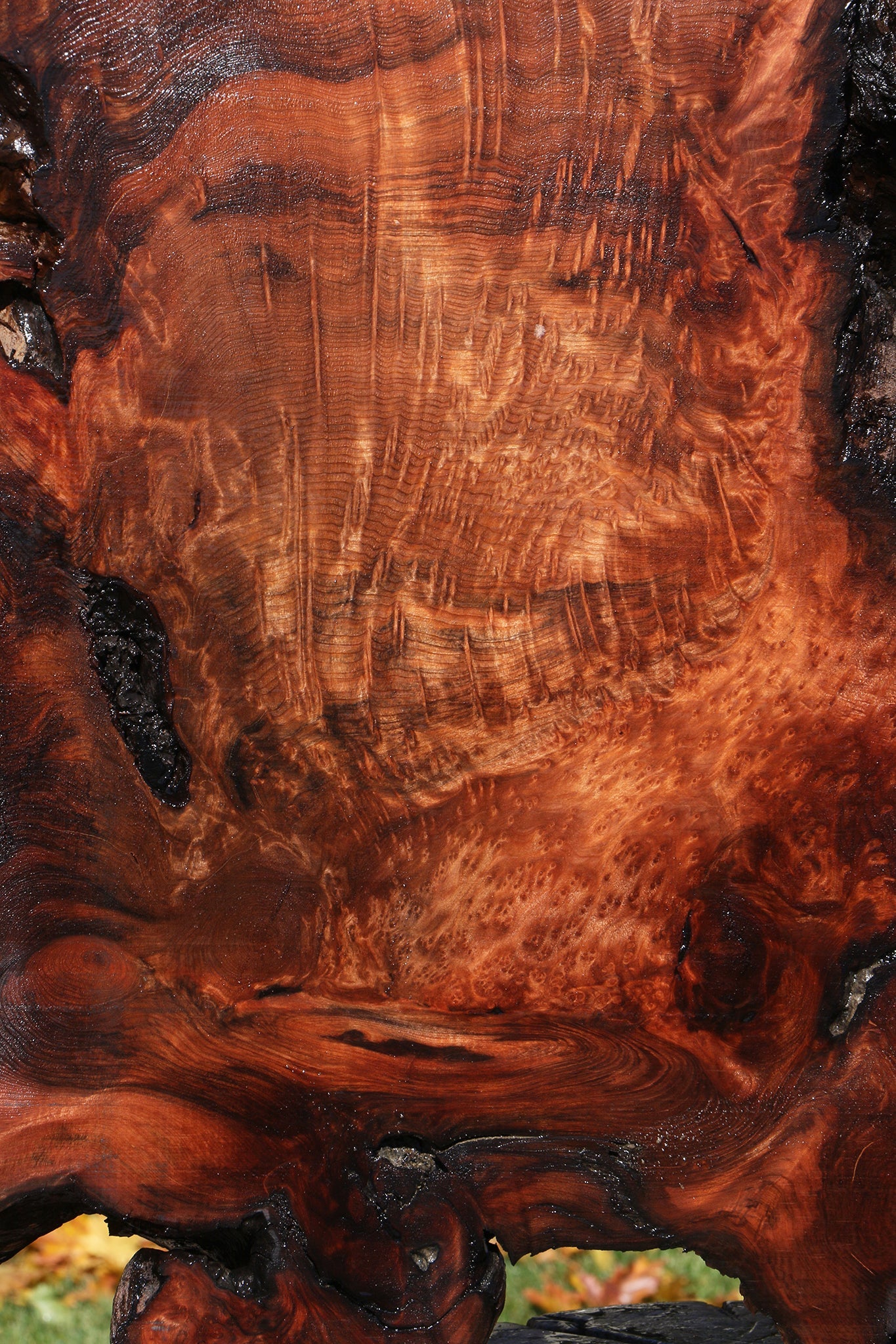 Extra Fancy Rustic Redwood Burl Live Edge Slab