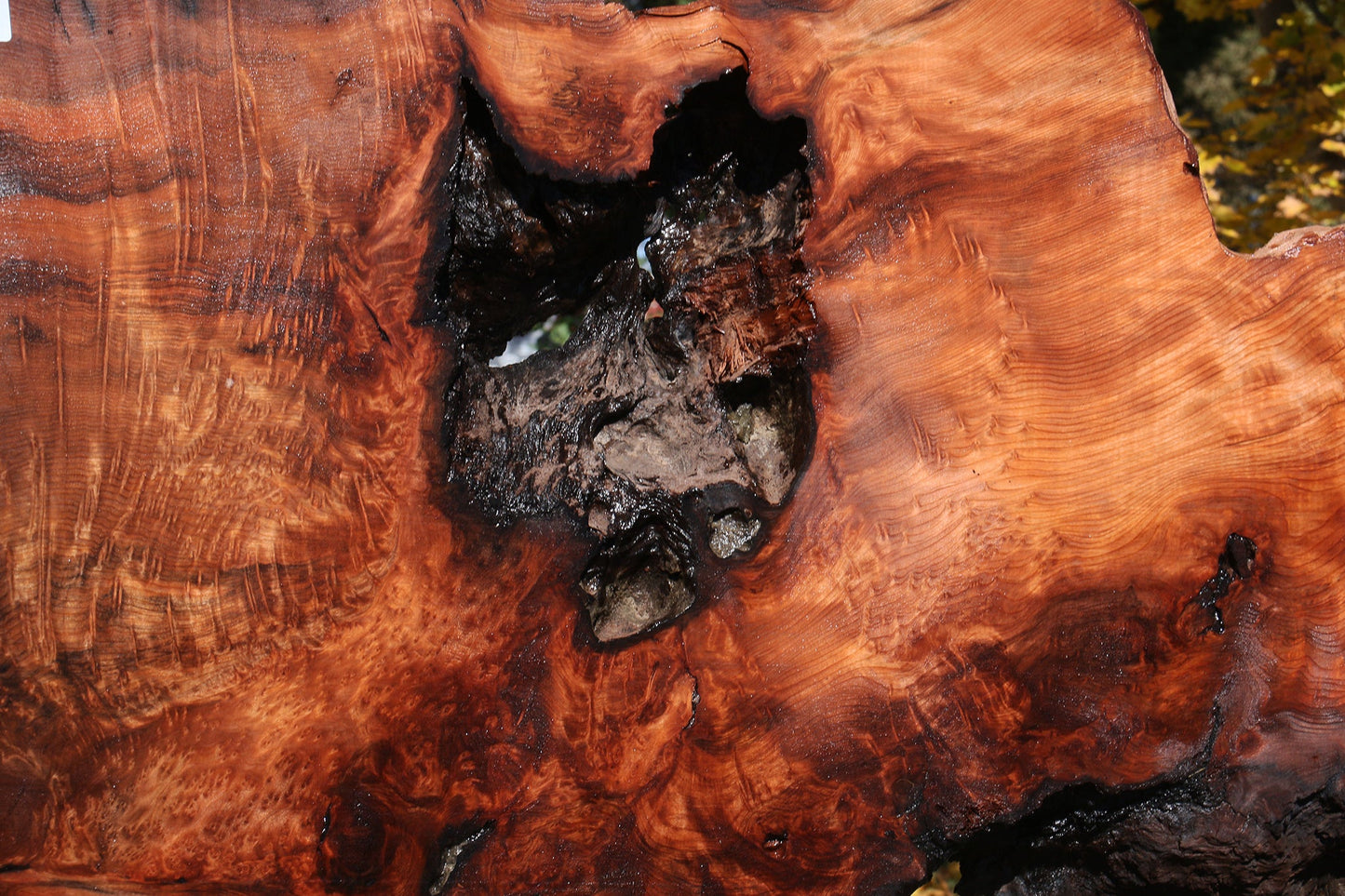 Extra Fancy Rustic Redwood Burl Live Edge Slab