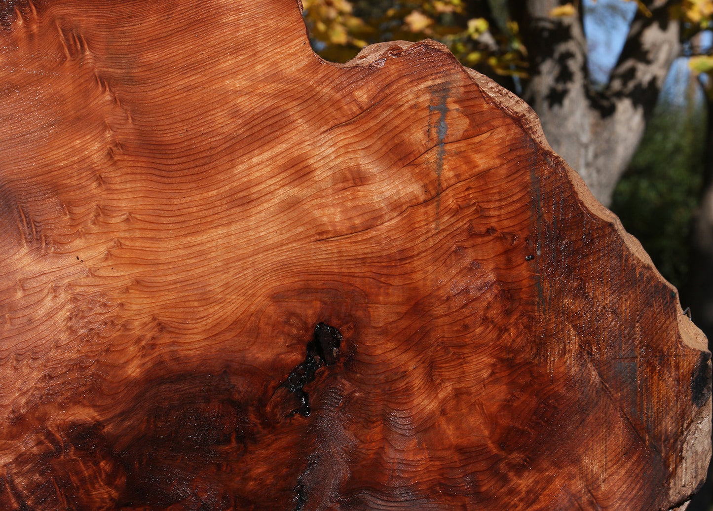 Extra Fancy Rustic Redwood Burl Live Edge Slab