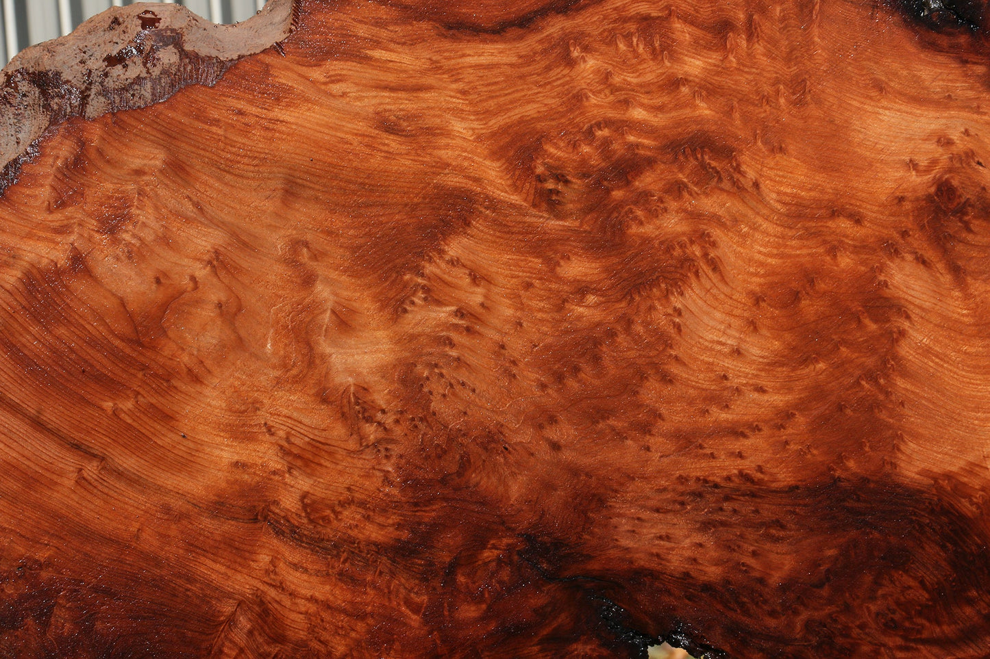 Extra Fancy Rustic Redwood Burl Live Edge Slab