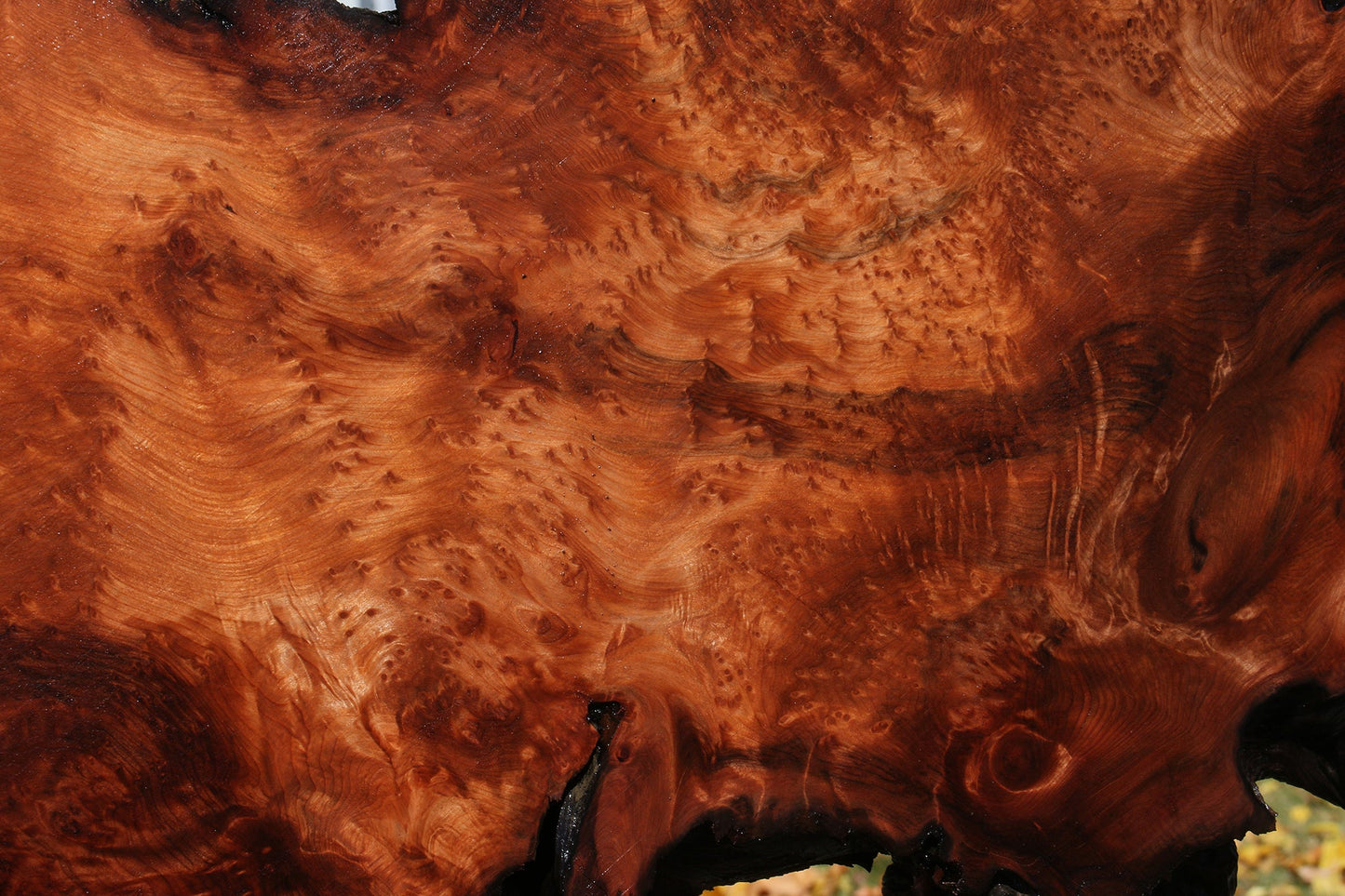 Extra Fancy Rustic Redwood Burl Live Edge Slab