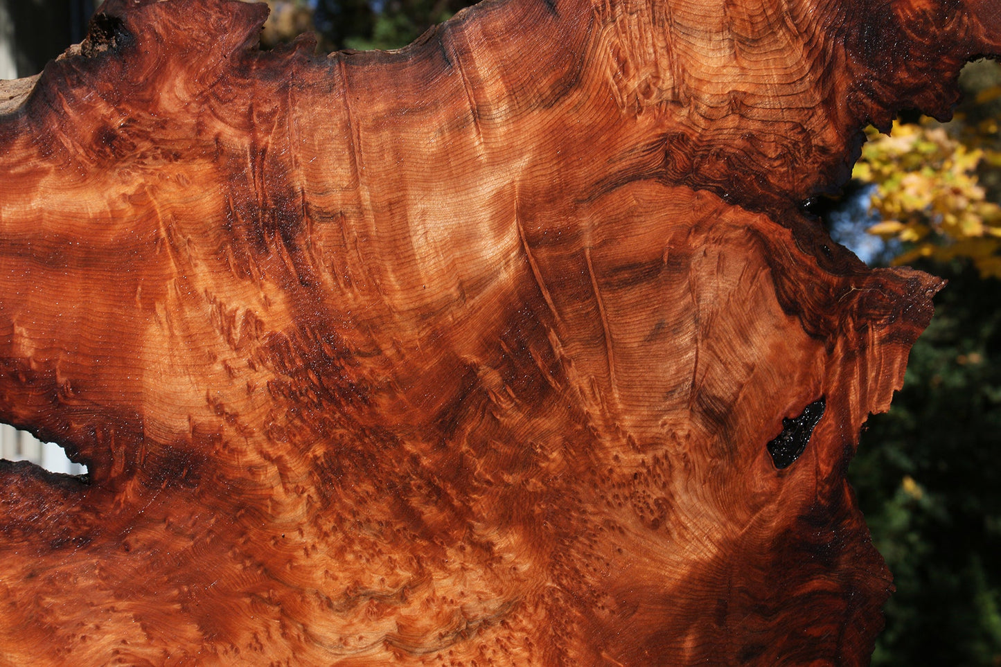 Extra Fancy Rustic Redwood Burl Live Edge Slab