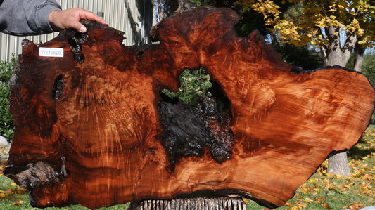 Extra Fancy Rustic Redwood Burl Live Edge Slab