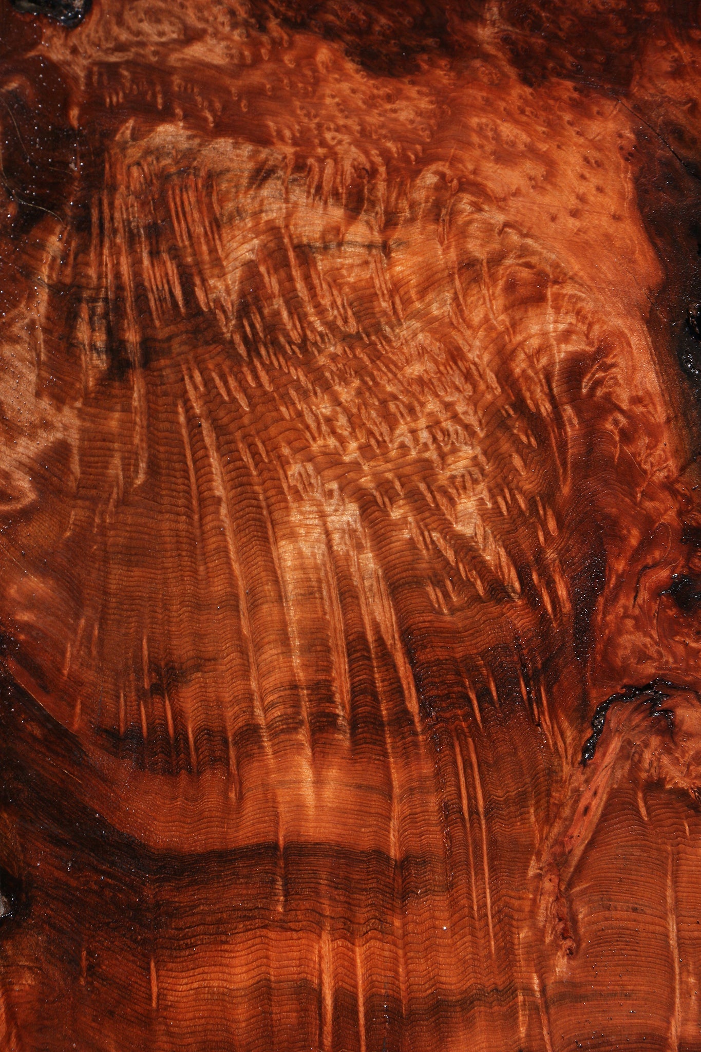 Extra Fancy Rustic Redwood Burl Live Edge Slab