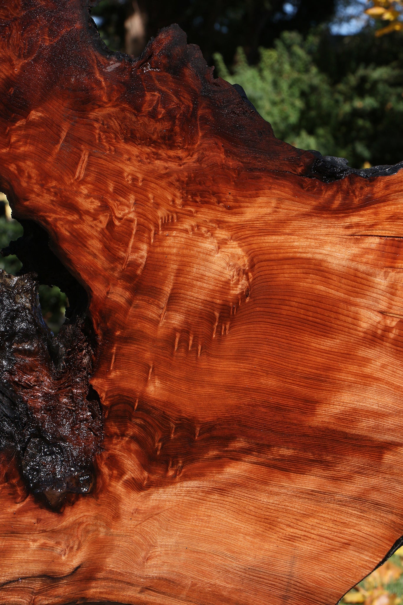 Extra Fancy Rustic Redwood Burl Live Edge Slab