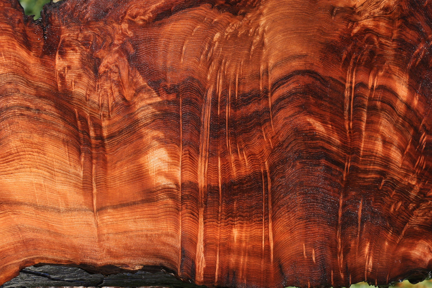 Extra Fancy Rustic Redwood Burl Live Edge Slab