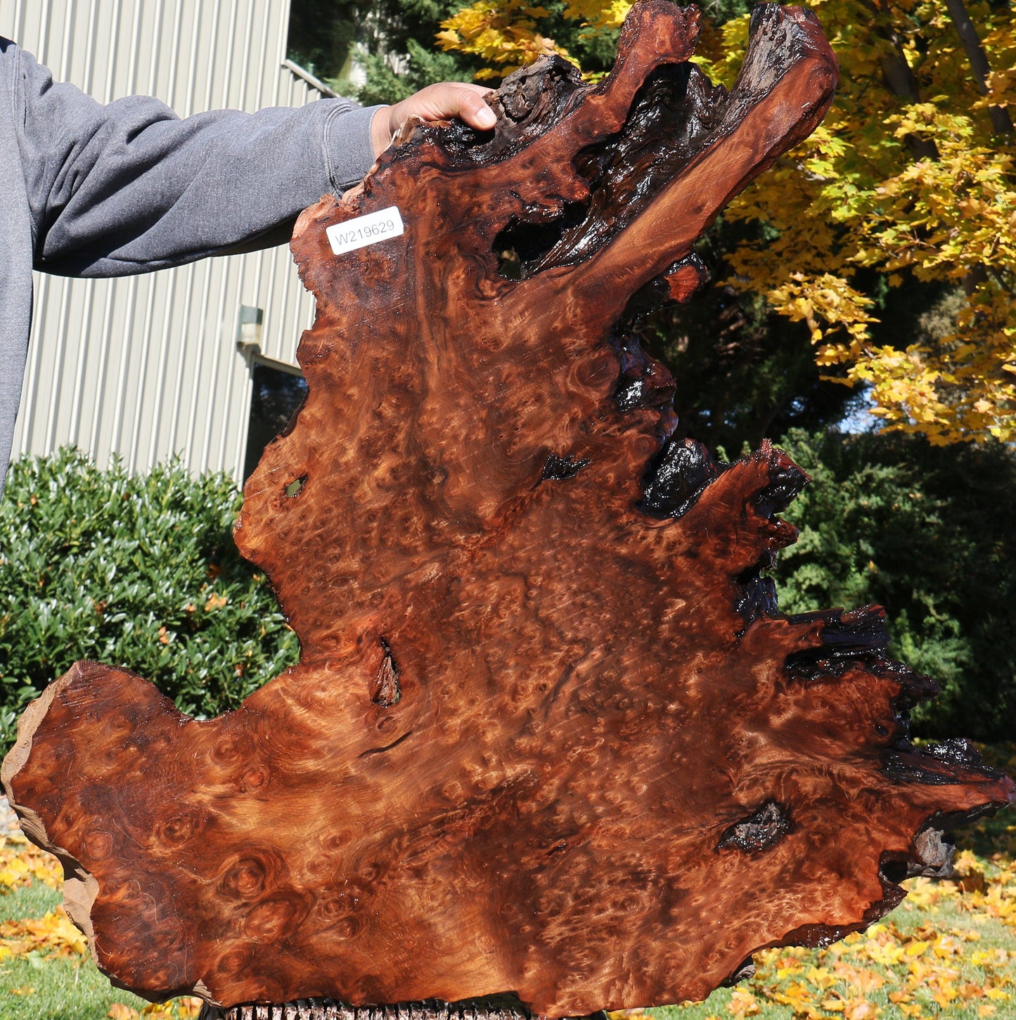 Redwood Burl Live Edge Slab