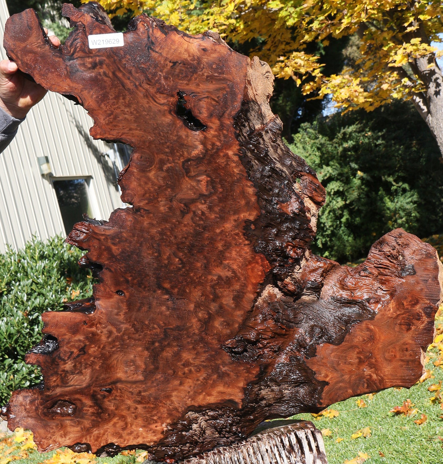 Redwood Burl Live Edge Slab