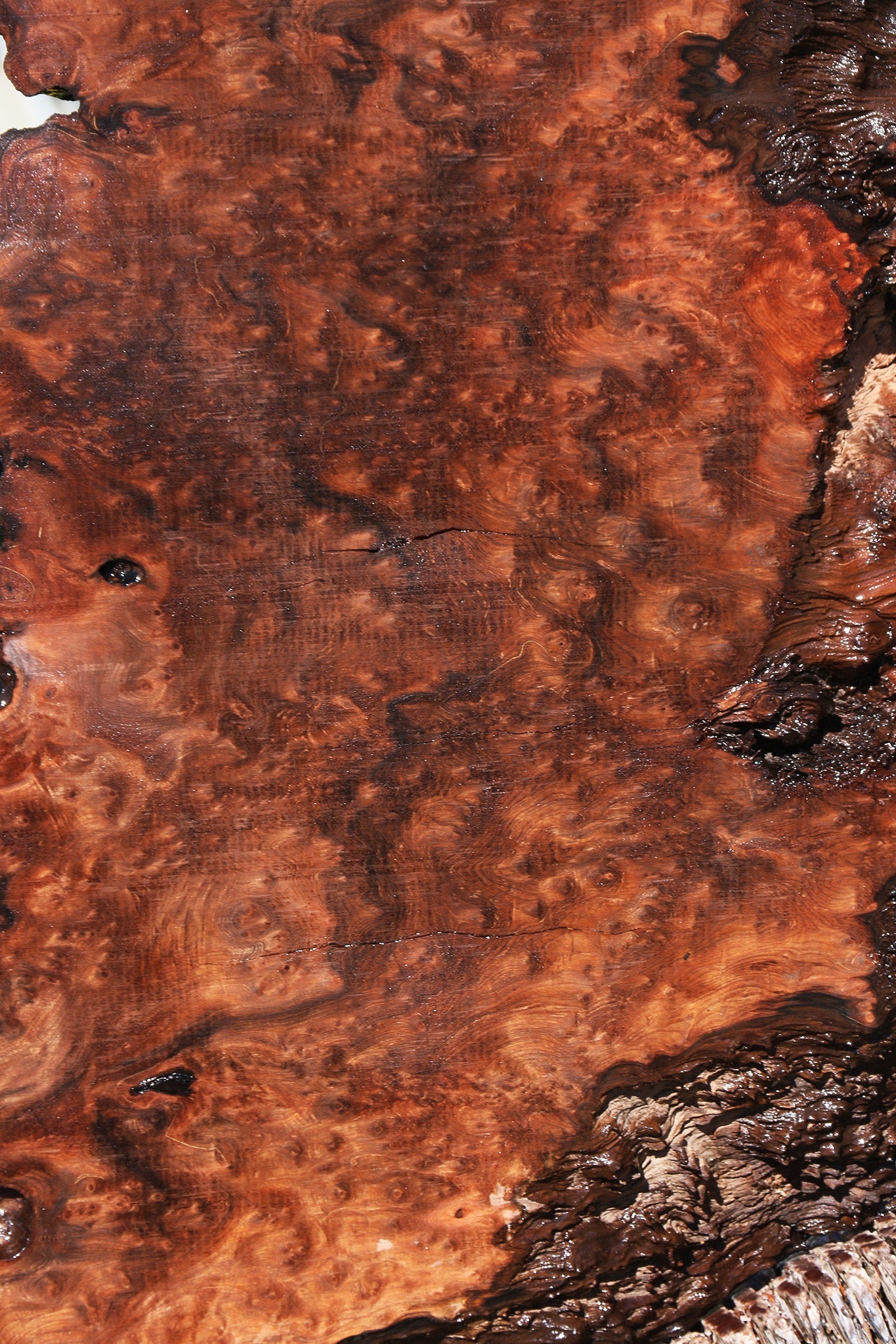 Redwood Burl Live Edge Slab