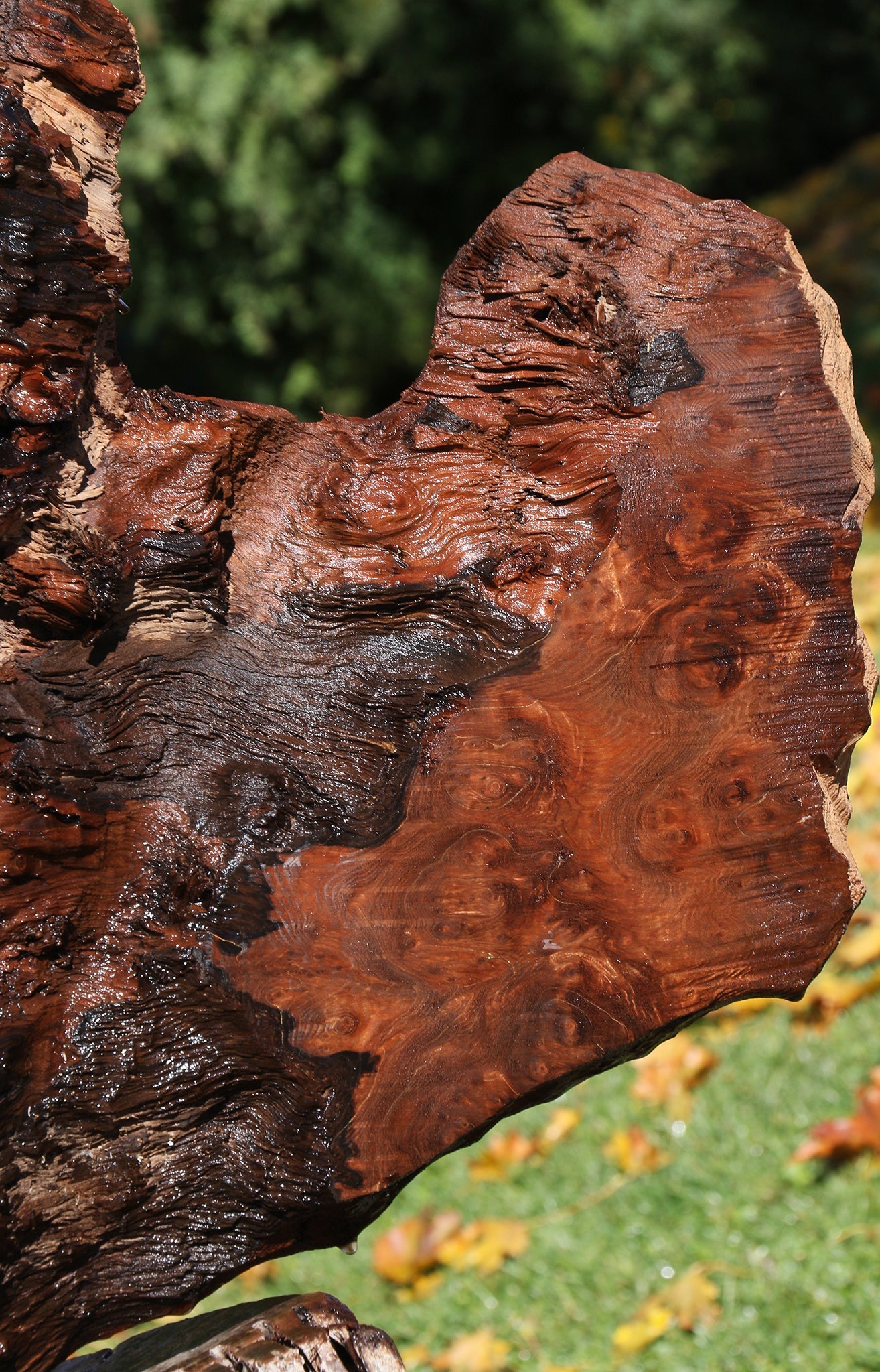 Redwood Burl Live Edge Slab