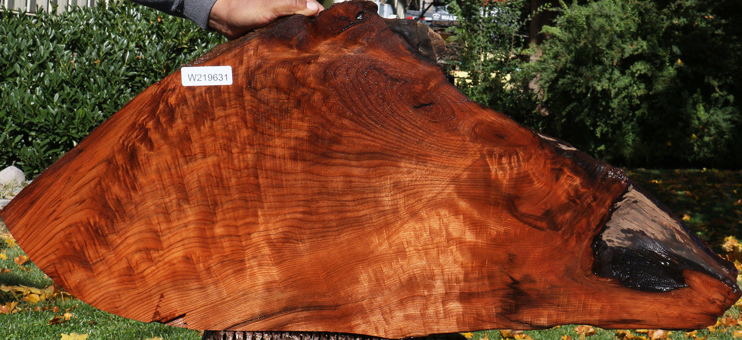 Figured Redwood Live Edge Mini Slab