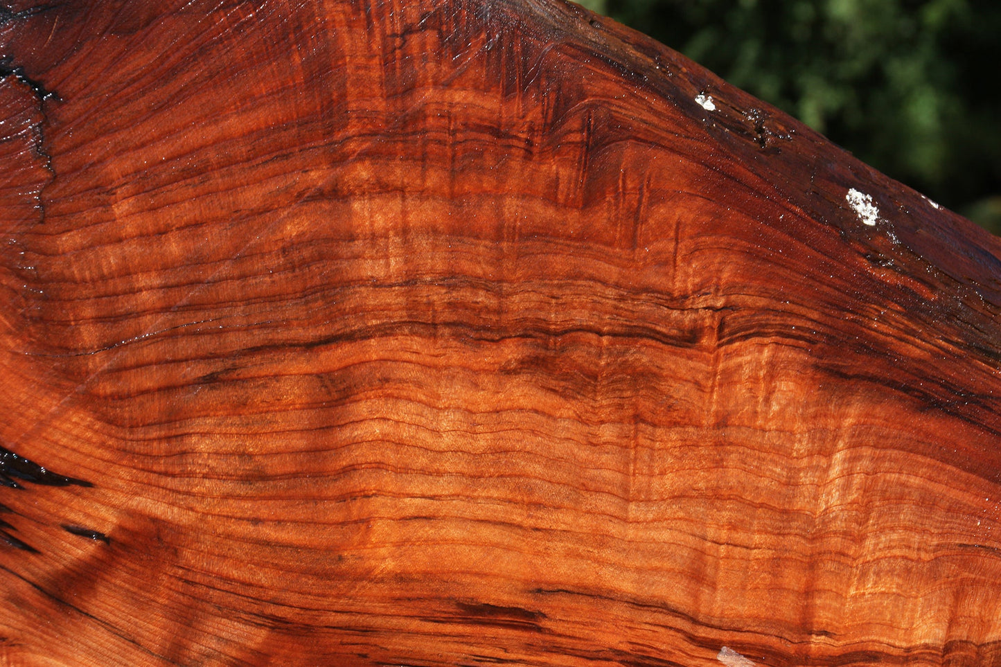 Figured Redwood Live Edge Mini Slab