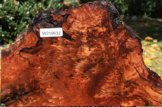 Redwood Burl Live Edge Slice