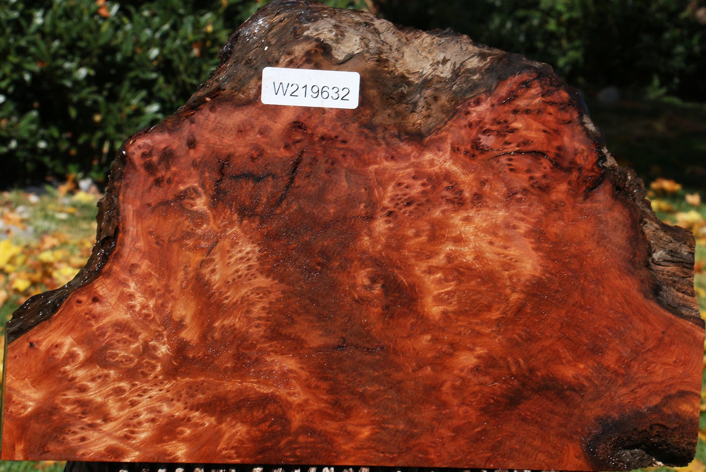 Redwood Burl Live Edge Slice