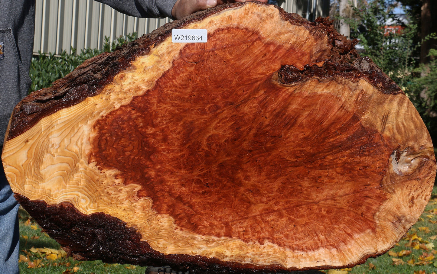 Redwood Burl Live Edge Mini Slab