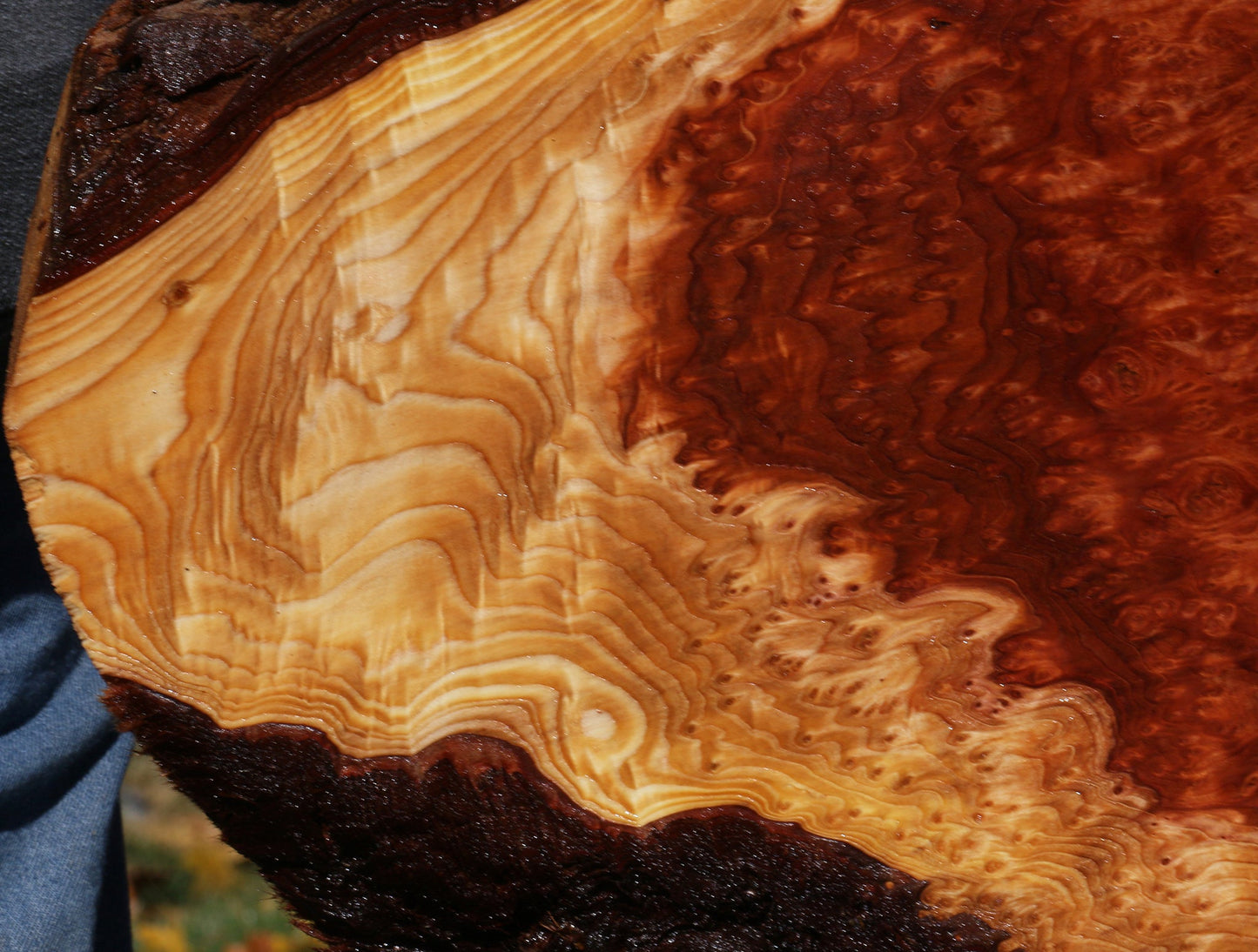 Redwood Burl Live Edge Mini Slab