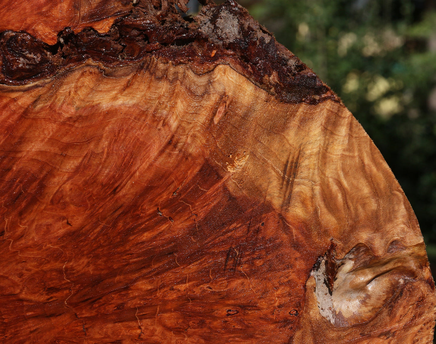 Redwood Burl Live Edge Mini Slab