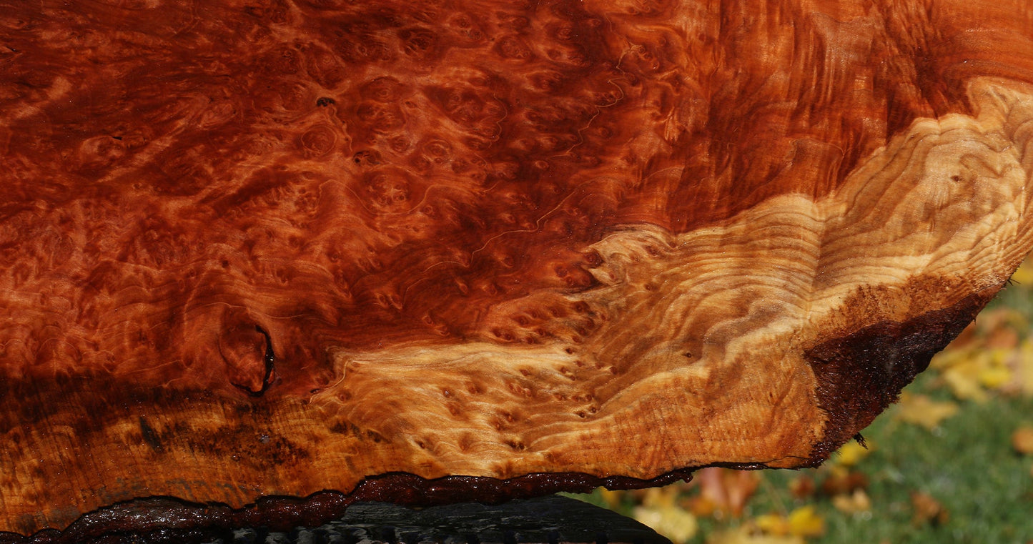 Redwood Burl Live Edge Mini Slab