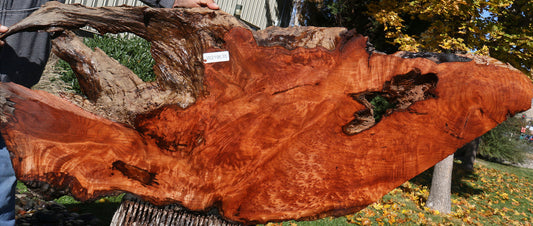 Rustic Redwood Burl Live Edge Slab (Free Shipping Excluded)