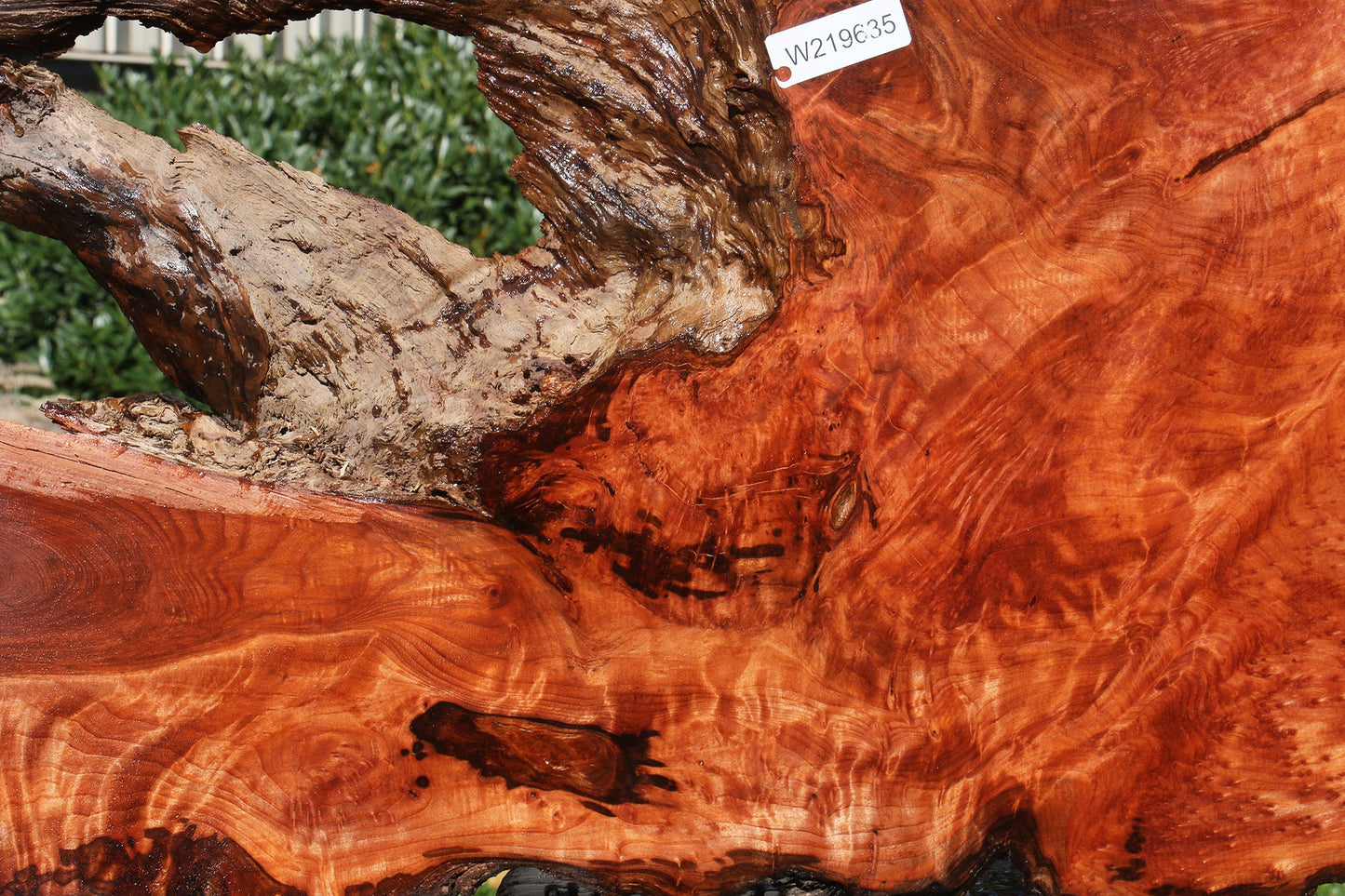 Rustic Redwood Burl Live Edge Slab (Free Shipping Excluded)