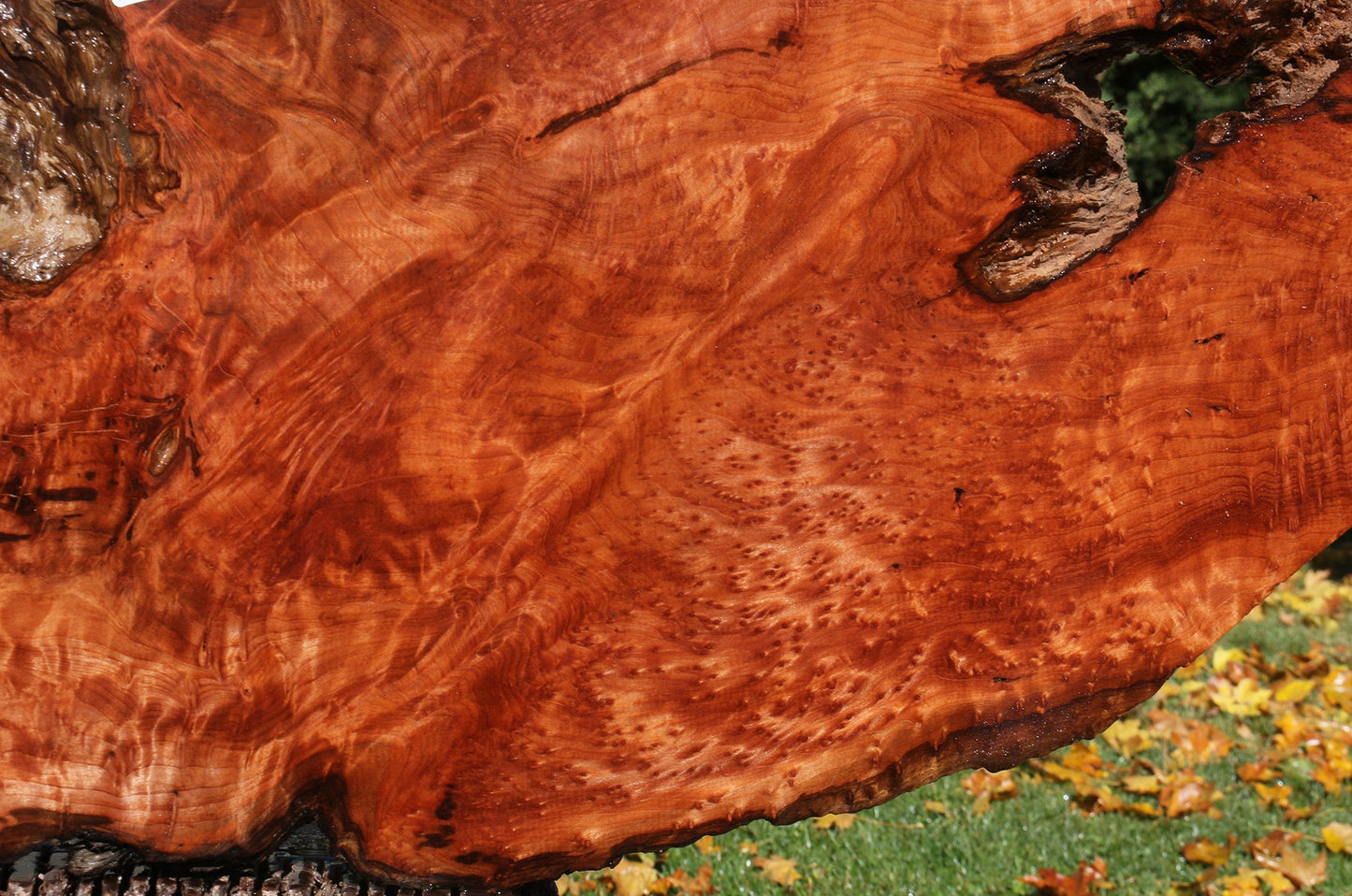 Rustic Redwood Burl Live Edge Slab (Free Shipping Excluded)