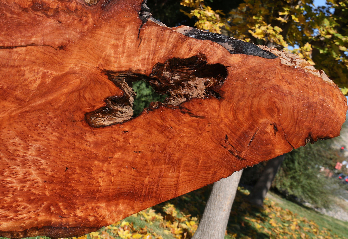 Rustic Redwood Burl Live Edge Slab (Free Shipping Excluded)